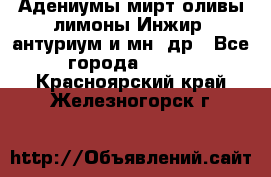 Адениумы,мирт,оливы,лимоны,Инжир, антуриум и мн .др - Все города  »    . Красноярский край,Железногорск г.